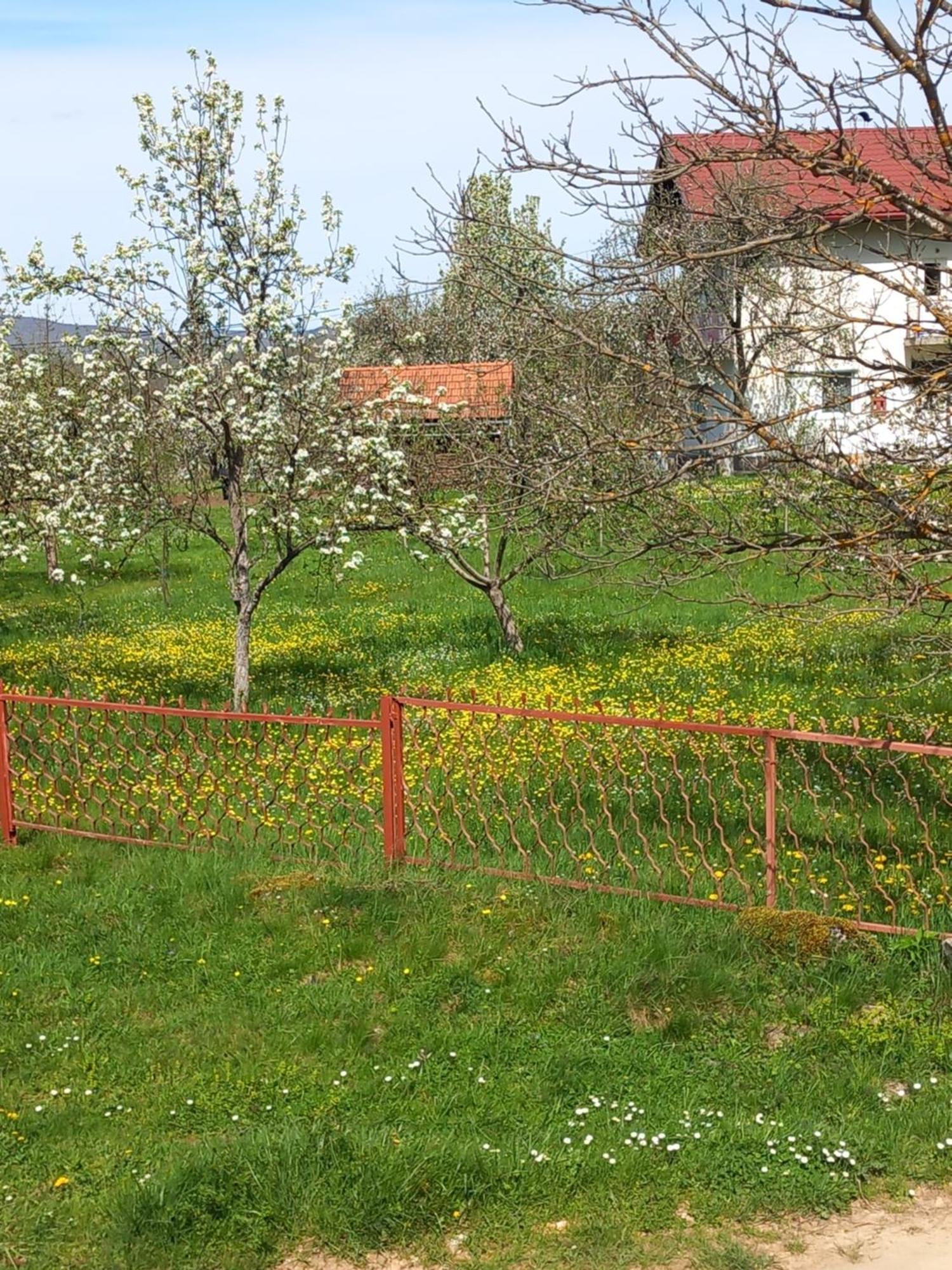 Appartement Cicovic